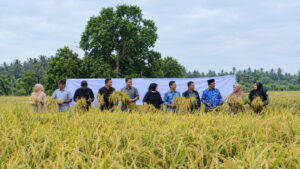 ANGGOTA DPRD SUMBAR FRAKSI PKS MUHAMMAD YASIN GELAR SEKOLAH LAPANG UNTUK PETANI CUBADAK MENTAWAI